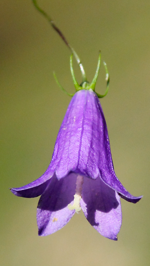 fiore da id. 2 - Campanula sp.